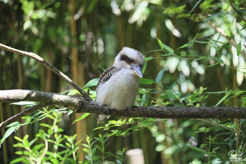 Zoo de Bordeaux-Pessac