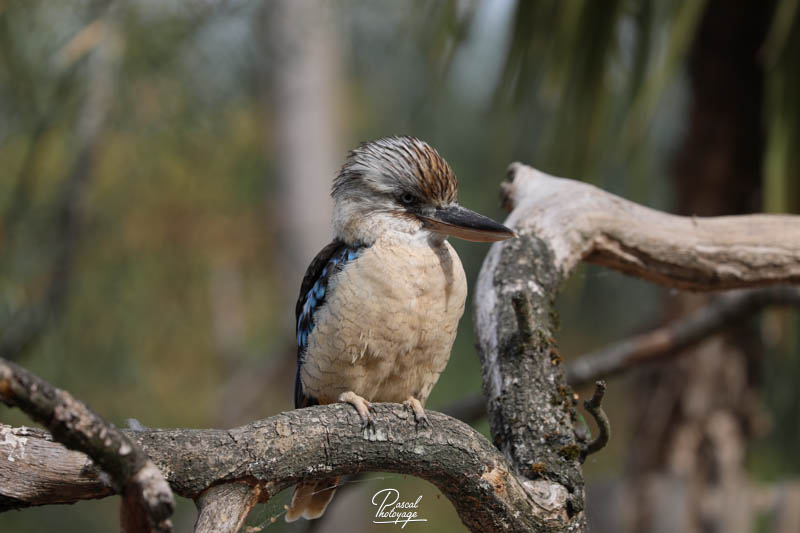 Kookabura à ailes bleues