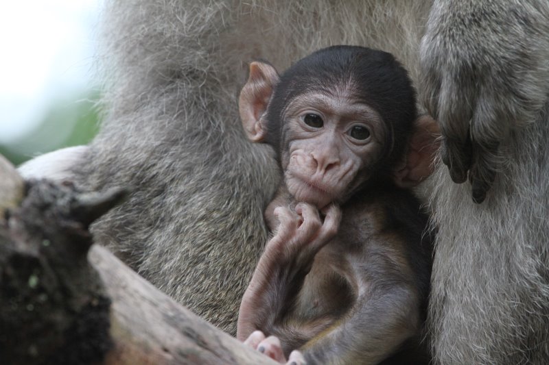 La montagne des singes