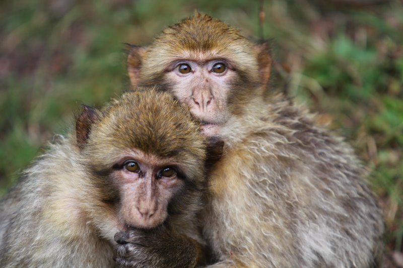 La montagne des singes