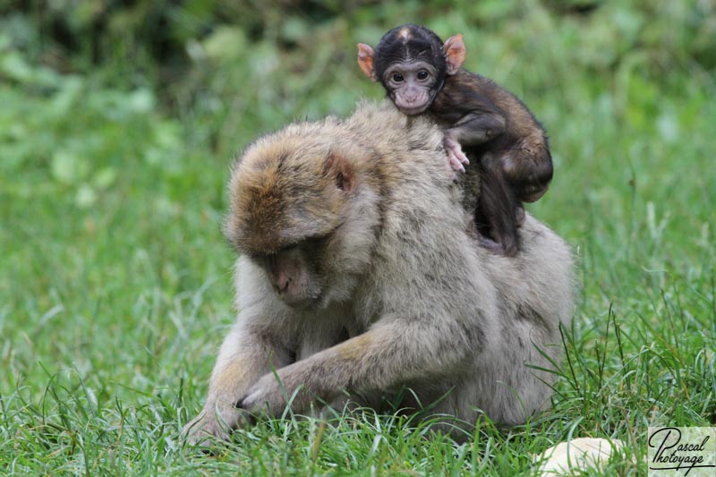 Macaque de Barbarie