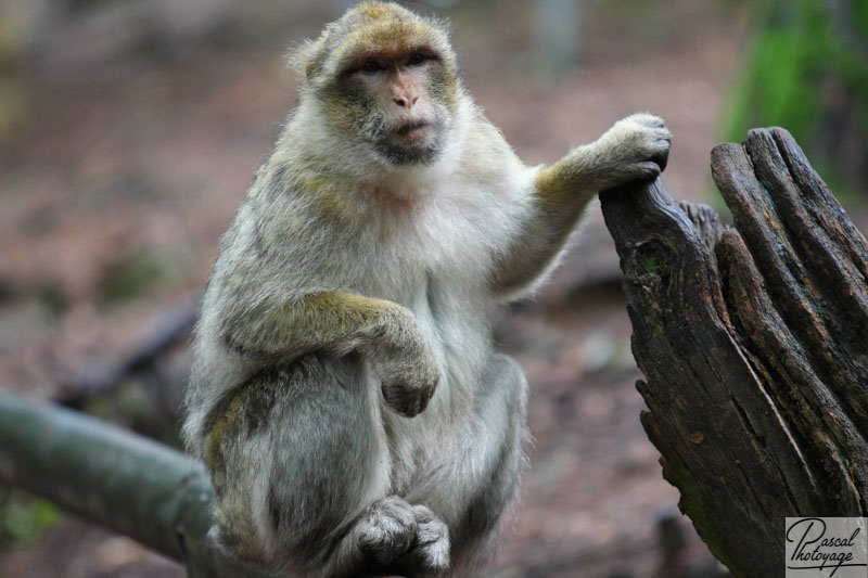 La montagne des singes