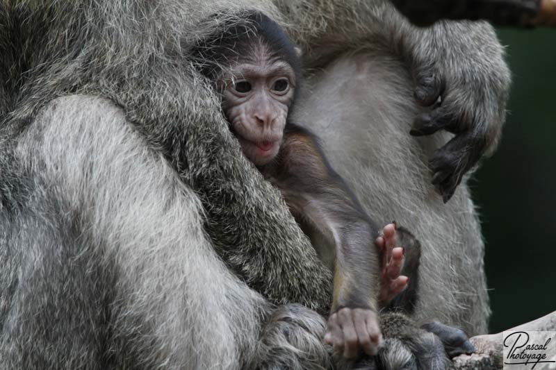 La montagne des singes