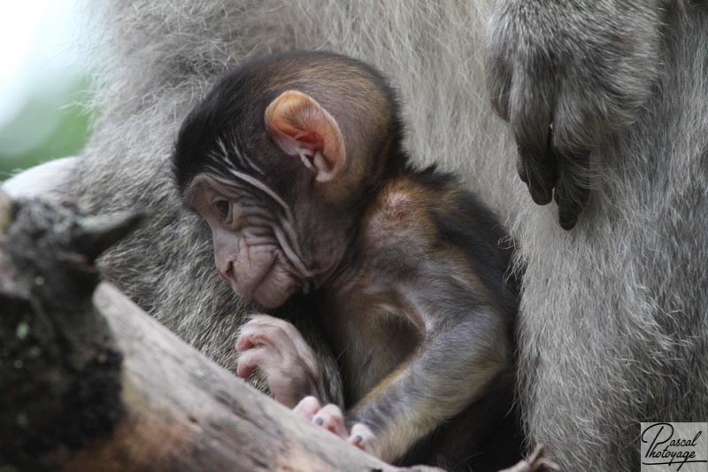 La montagne des singes