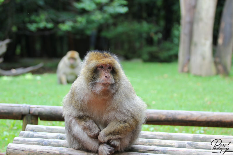 La montagne des singes