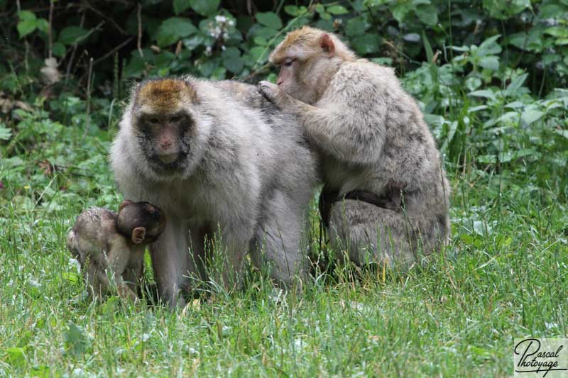 La montagne des singes