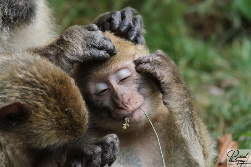 La montagne des singes