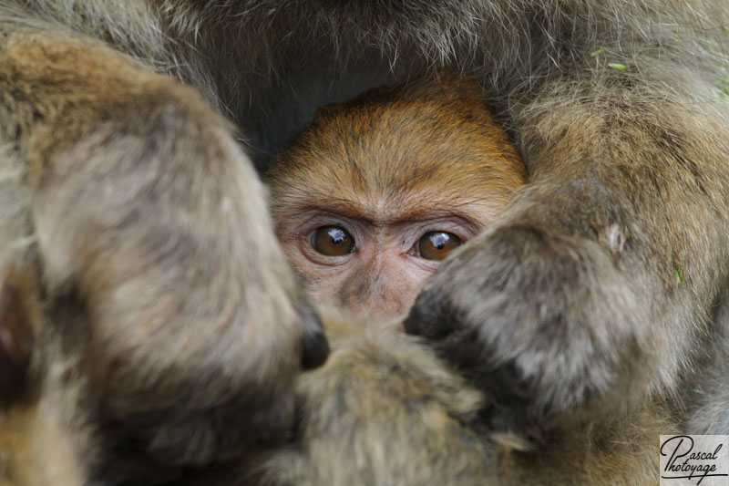 La montagne des singes