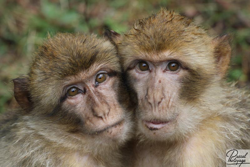 La montagne des singes