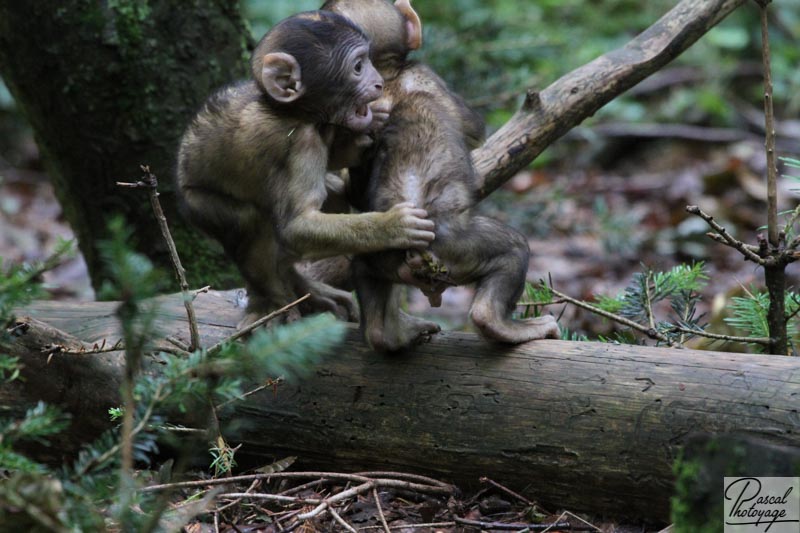 La montagne des singes