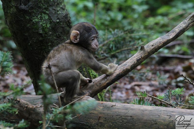 La montagne des singes