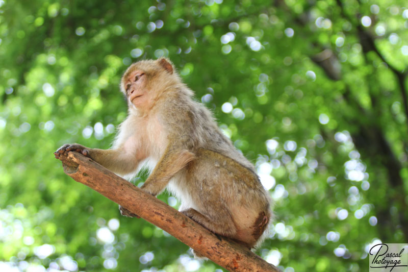 La montagne des singes