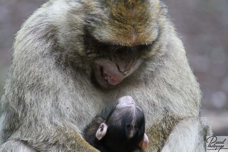 La montagne des singes