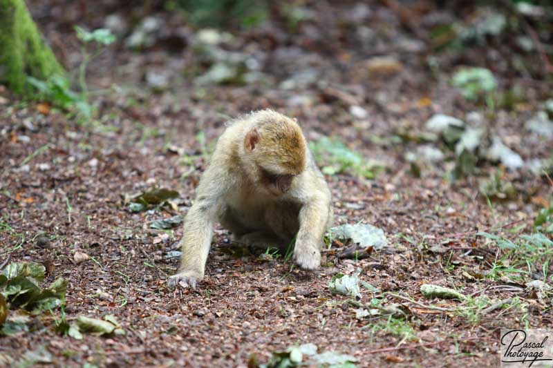 La montagne des singes