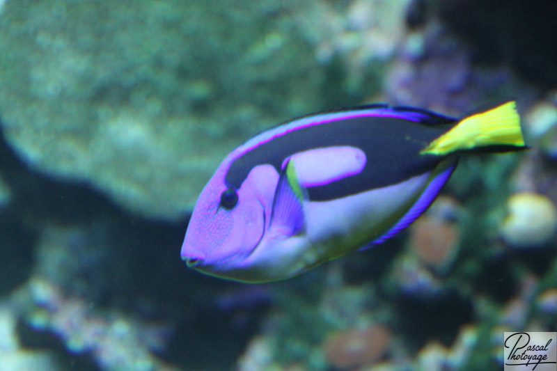 Aquarium - île de La Réunion