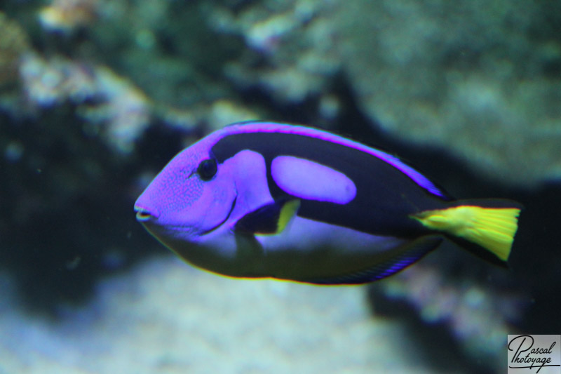 Aquarium - île de La Réunion