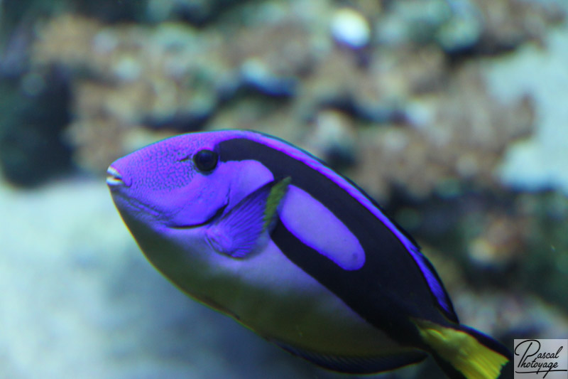 Aquarium - île de La Réunion