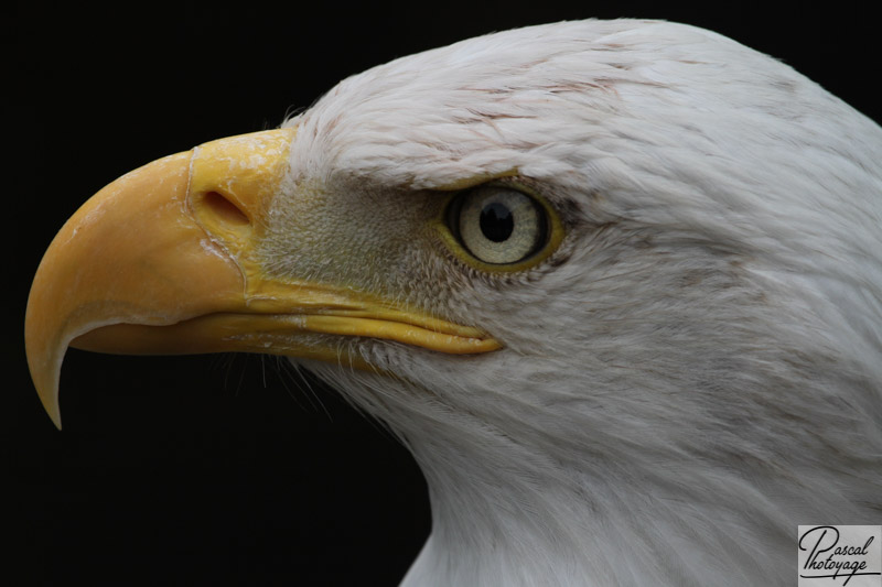 Volerie des aigles