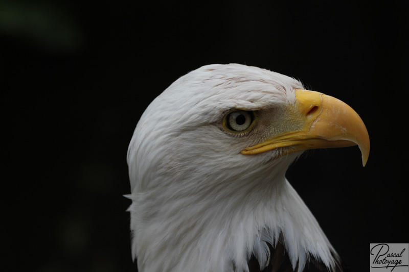 Volerie des aigles