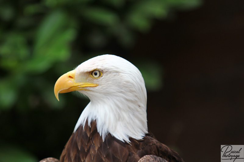 Volerie des aigles