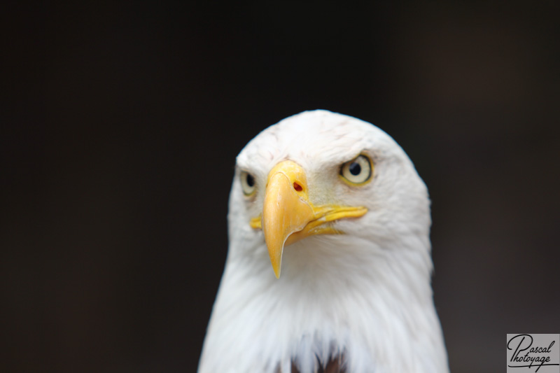 Volerie des aigles