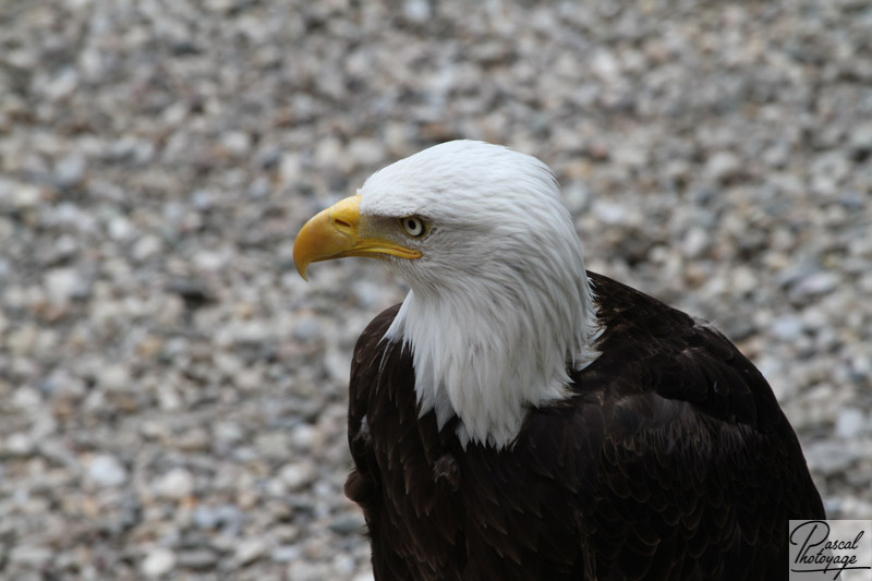 Volerie des aigles