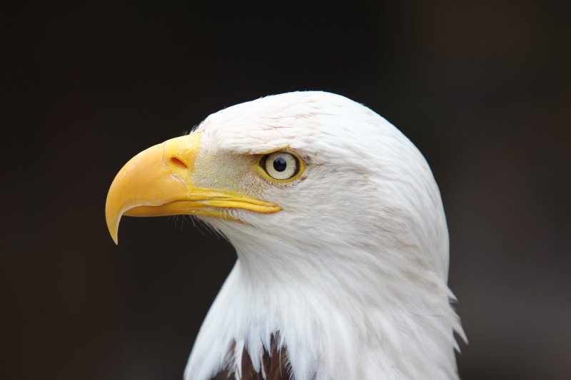 La volerie des aigles