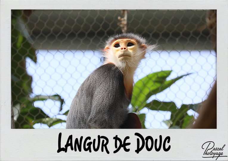 langur_de_douc_polaroid_765x540px.jpg