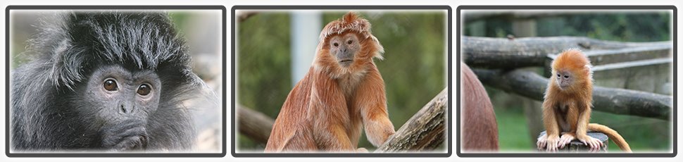 Le langur de Java