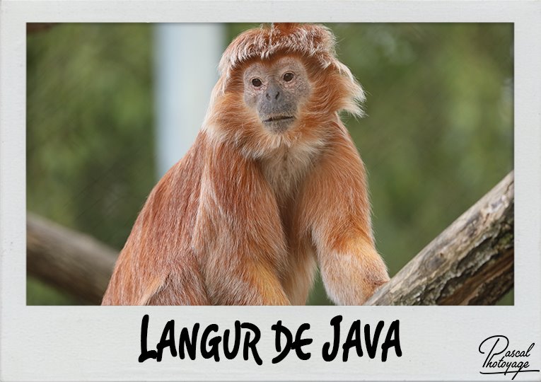 langur_de_java_polaroid_765x540px.jpg