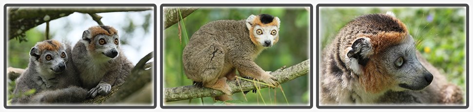 lemur_couronne_accueil_fiche_animale_03_970x230px.jpg