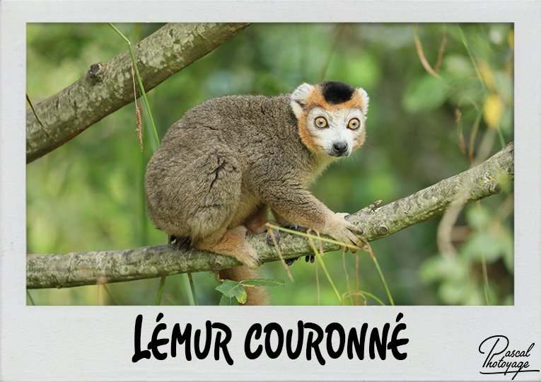 lemur_couronne_polaroid_765x540px.jpg