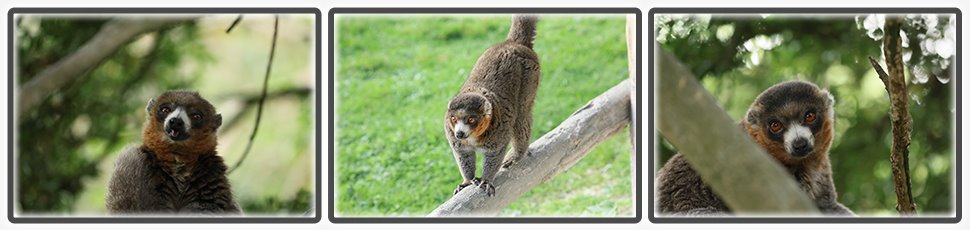 lemur_mongos_accueil_fiche_animale_03_970x230px.jpg