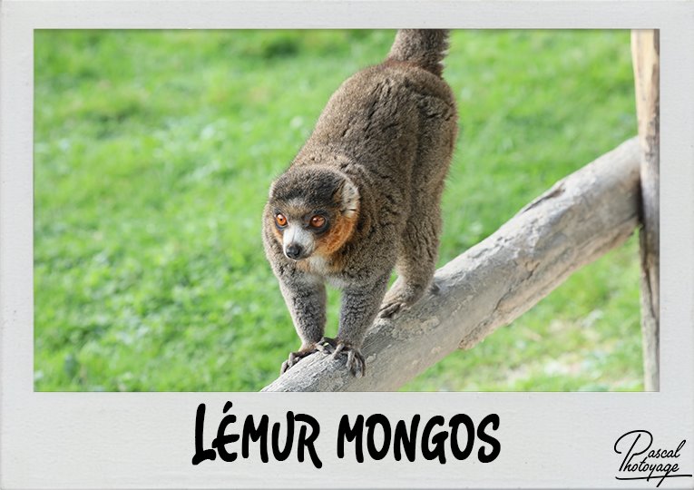 lemur_mongos_polaroid_765x540px.jpg