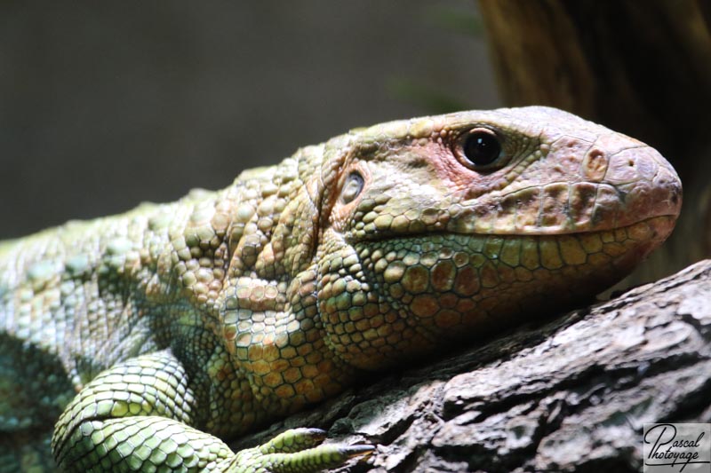 Lézard caïman