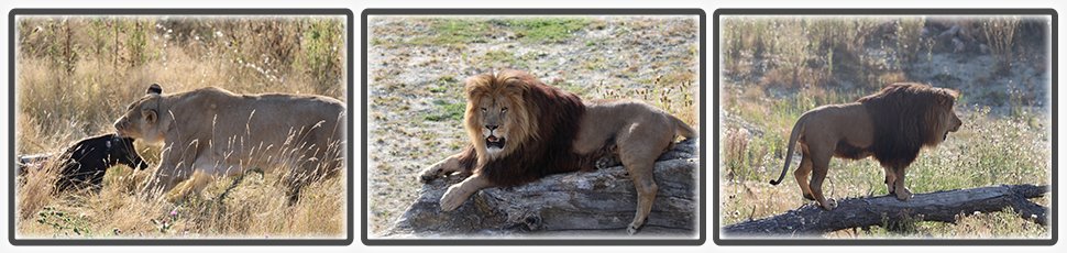 lion_afrique_est_accueil_fiche_animale_03_970x230px.jpg