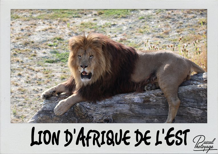 lion_afrique_est_polaroid_765x540px.jpg