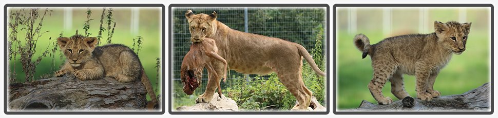 lion_angola_accueil_fiche_animale_03_970x230px.jpg