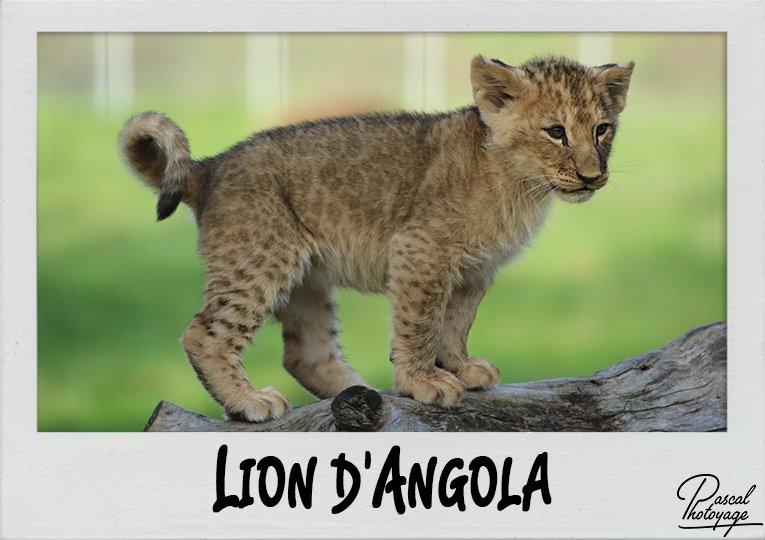 lion_angola_polaroid_765x540px.jpg