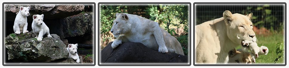 lion_blanc_accueil_fiche_animale_03_970x230px.jpg