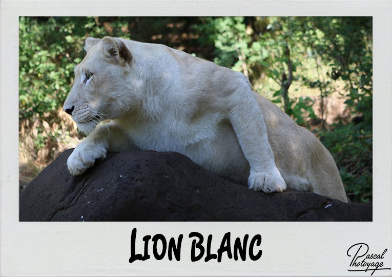 lion_blanc_polaroid_765x540px.jpg