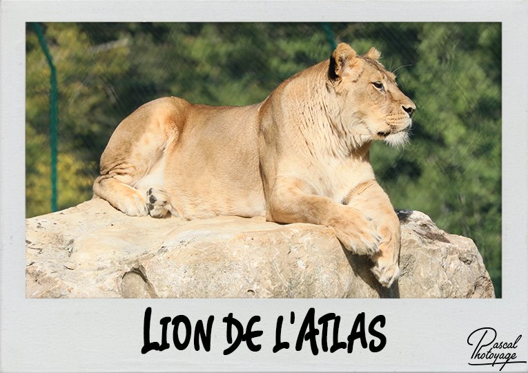 lion_de_l_atlas_polaroid_765x540px.jpg