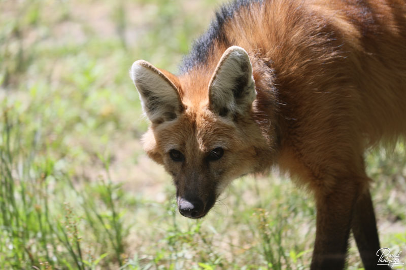 Loup à crinière