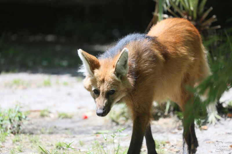 Zoo de Bordeaux-Pessac