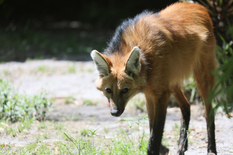 Zoo de Bordeaux-Pessac