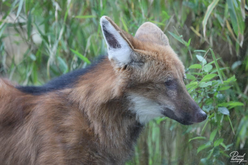 Zoo de Jurques