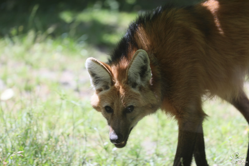 Zoo de Bordeaux-Pessac