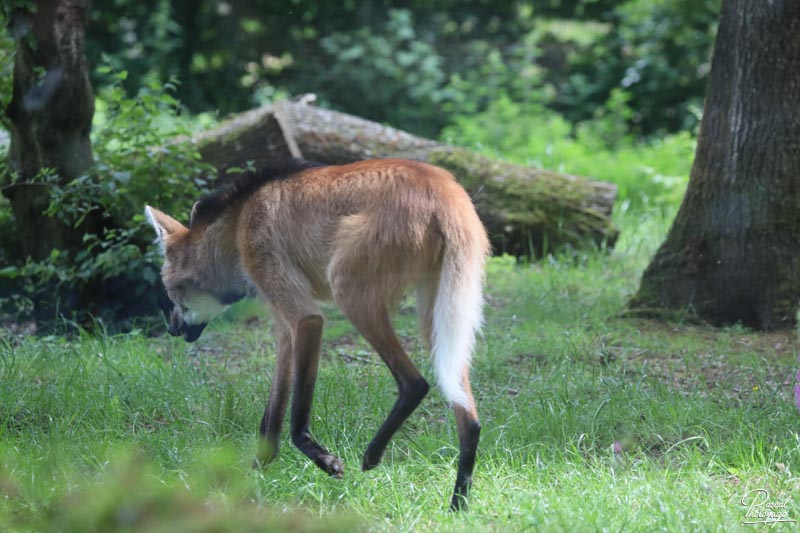 Zoo de Jurques