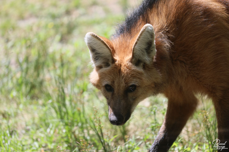 Zoo de Bordeaux-Pessac