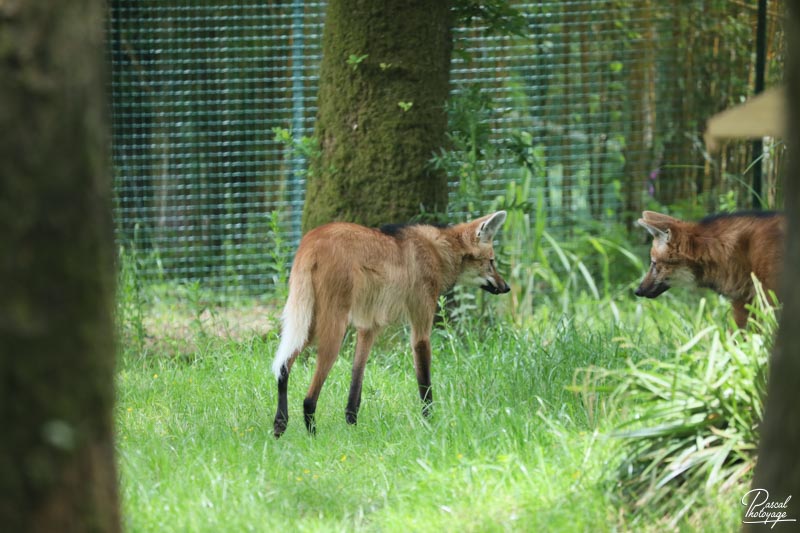 Zoo de Jurques